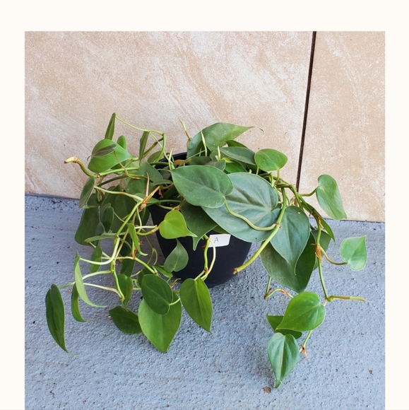 Philodendron 'Heart Leaf' Cordatum 'A' | 5.25" pot - Picture 4 of 5